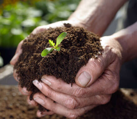 pflanze anzuchterde banner c